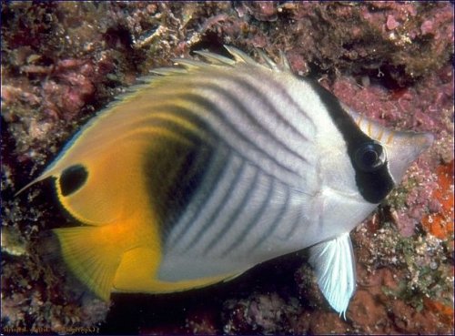 Test in acquario: ecco quali fare e quali sono i più precisi